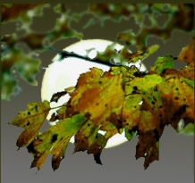 Scary moon behind decaying foliage