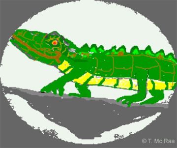 Drawing of a crocodile