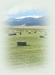 Freshly mown grass